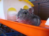 hamster-animal-pet-cute-hamsters-102153.jpg