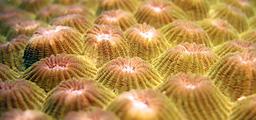 indonesia-underwater-coral-reef-1114076.jpg