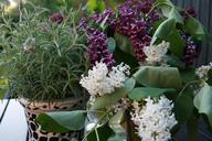 bouquet-flowers-lilacs-rosemary-1122210.jpg