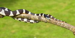 california-getula-chain-natter-snake-871432.jpg