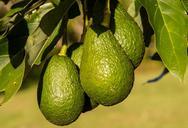 hass-avocado-avocados-fruit-food-945418.jpg