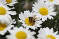 bee-pollen-nectar-close-marguerite-359850.jpg