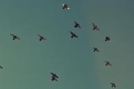 flock-pigeons-birds-flying-336504.jpg