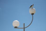 lamp-ball-sky-blue-seagull-bird-287721.jpg