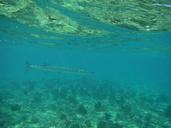 underwater-snorkeling-diving-626518.jpg