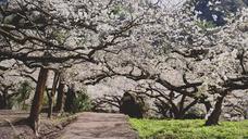 plum-blossom-flower-alley-such-path-1219234.jpg