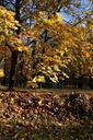 park-forest-autumn-tree-foliage-425916.jpg