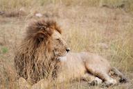 lion-africa-animal-serengeti-1021453.jpg