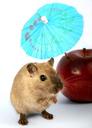 animal-apple-attractive-beautiful-1239393.jpg