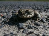 frog-nearby-macro-animal-517657.jpg