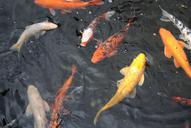 fish-pond-park-koi-goldfish-1602871.jpg