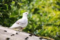 roof-leaves-tile-gable-home-1449928.jpg