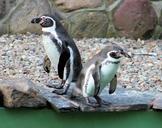 penguins-zoo-animal-animal-world-1083028.jpg