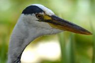 heron-bird-babu-beak-850986.jpg