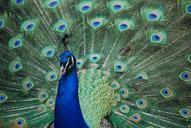 peacock-animal-nature-458925.jpg