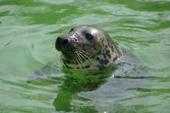 seal-animal-swimming-marine-zoo-710187.jpg