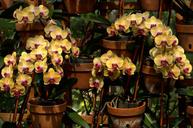 orchids-blooms-flowers-botanical-737023.jpg