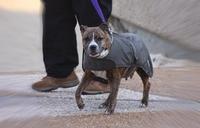 dog-jacket-pet-wearing-canine-89006.jpg