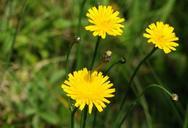 dandelion-weed-flower-nature-plant-373113.jpg