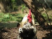 rooster-cock-animal-nature-poultry-354383.jpg