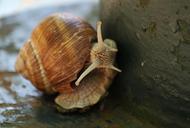 snail-shell-animal-mollusk-probe-442590.jpg