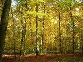 deciduous-forest-forest-golden-259404.jpg