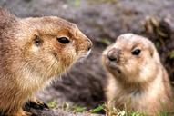 animals-prairie-dogs-rodents.jpg