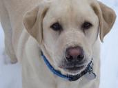 labrador-yellow-dog-winter-1187326.jpg