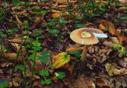 mushroom-forest-dry-leaves-508450.jpg