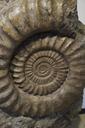 fossil-snail-ammonit-fossilized-1577069.jpg