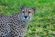 leopard-cat-animal-predator-1352667.jpg