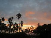 palm-trees-hawaii-ocean-sunrise-466492.jpg