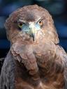 eagle-raptor-bird-of-prey-predator-354259.jpg