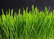 grass-green-nature-plant-meadow-534873.jpg