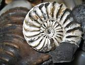 fossil-nautilus-fossil-petrification-1075011.jpg