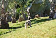 lemur-zoo-nature-grass-running-1419941.jpg