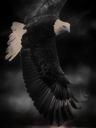 bald-eagle-king-of-the-air-bird-436020.jpg