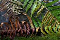 fern-forest-autumn-flora-leaf-fern-1549945.jpg