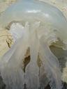 jellyfish-sea-summer-nasty-394655.jpg