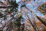 forest-autumn-trees-sky-glade-1039815.jpg