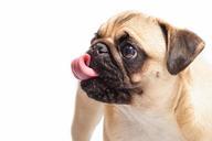 pug-dog-pet-animal-cute-tongue-698659.jpg