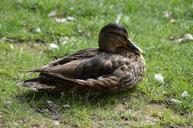 duck-feathers-bird-animal-1539063.jpg