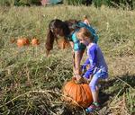 pumpkin-pumpkin-patch-halloween-1263637.jpg