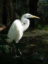 great-egret-waterfowl-bird-large-1653198.jpg