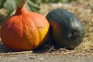 pumpkin-garden-autumn-fall-1113753.jpg