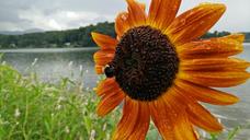 sunflower-rain-bee-wet-flower-1170840.jpg