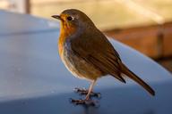 robin-bird-wildlife-london-red-1150294.jpg