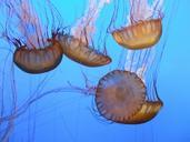 jellyfish-sea-animal-beach-water-77195.jpg