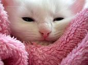 kitten-cat-fluffy-cat-cute-animals-227010.jpg