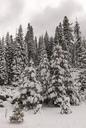 A living sno-globe scene and winter wonderland, created by a sudden mountain blizzard along California Highway 36, south of Lassen Volcanic National Park LCCN2013630913.tif.tiff